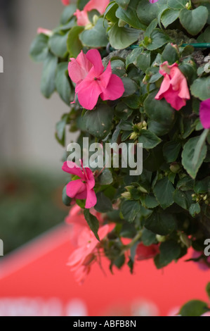 Nei cestini appesi in un pub giardino sul retro Foto Stock