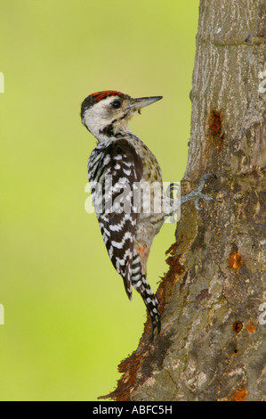 Petto Fulvous picchio rosso maggiore Dendrocopos macei longipennis Foto Stock