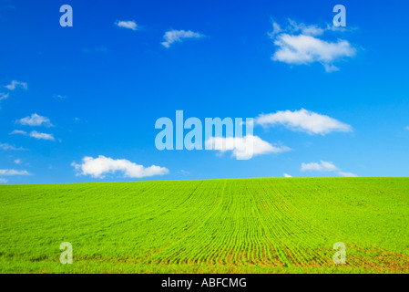 Perfetto campo verde e blu cielo Foto Stock