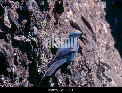 Passero Solitario appollaiarsi su rockface vicino a nido con il cibo del Portogallo Foto Stock