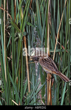 Ventola Trillo codato a nido del Portogallo Foto Stock