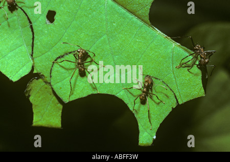 Foglie di formiche di taglio atta cephalotes foglie taglio di portare il loro nido nella foresta pluviale della Costa Rica Foto Stock