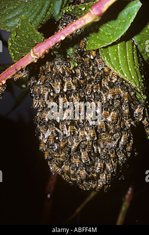 Hive killer Africanised honey bee Apis mellifera Apidae sciame Brasile Foto Stock