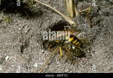 Killer Bee femmina Vespa Philanthus triangulum Sphecidae prendendo il suo miele delle api preda nel nido REGNO UNITO Foto Stock