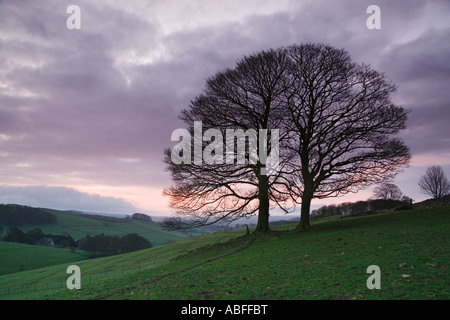 Alberi di sicomoro, Alsop en le Dale vicino a Ashbourne, Parco Nazionale di Peak District, Derbyshire, Inghilterra Foto Stock