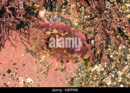 Limone di mare Archidoris pseudoargus sea slug modulo rosa in un rockpool REGNO UNITO Foto Stock