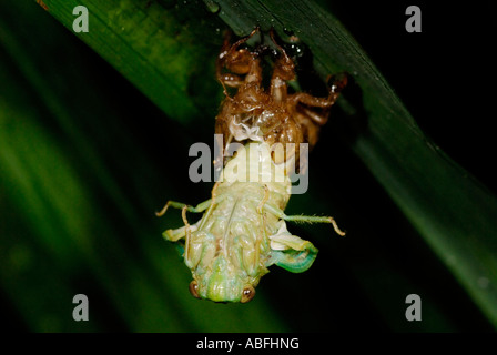 Una cicala appena emerso dal suo esoscheletro nella foresta pluviale di pianura vicino Chilamate Costa Rica Foto Stock