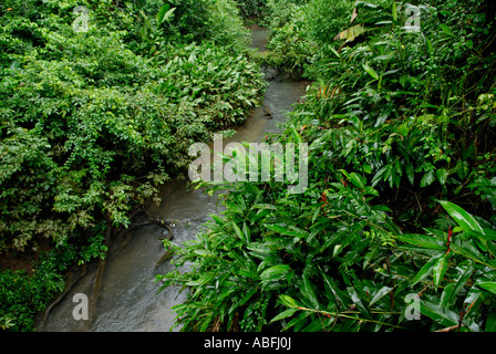 Il Puerto Viejo fiume che scorre attraverso il primario della foresta pluviale di pianura conservati mediante la Selva La stazione biologica Foto Stock