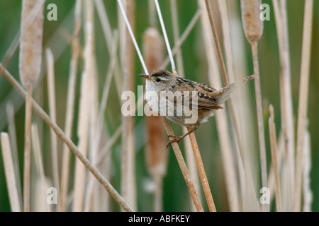 Wren di Marsh Foto Stock