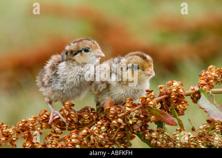 Northern Bobwhite uccellini Quaglia Foto Stock