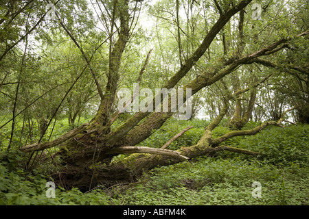 Caduto ma vivere willow tree ricoperti di muschi, Biesbosch National Park, Olanda Foto Stock