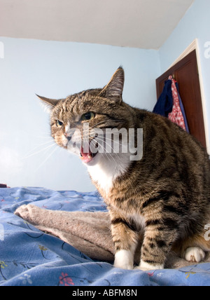 Aggressivo tabby cat sibili sputare Foto Stock