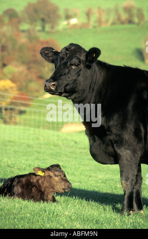 Ritratto Aberdeen Angus vacca e vitello in campo Foto Stock