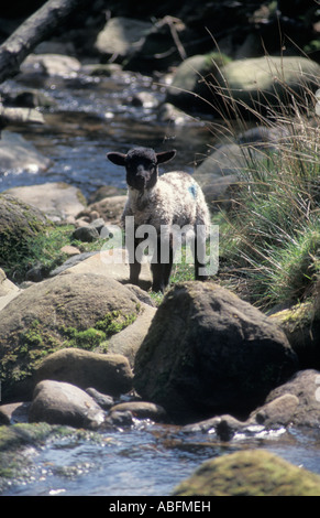 Carino il nero di fronte agnello in piedi sulla roccia nel flusso Foto Stock