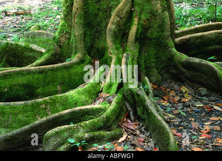 Le radici della Rosa Poui tree (Tabebuia Rosea) in Maui, Hawaii. Foto Stock