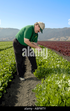 Un agricoltore ispeziona lattuga nel campo. Foto Stock