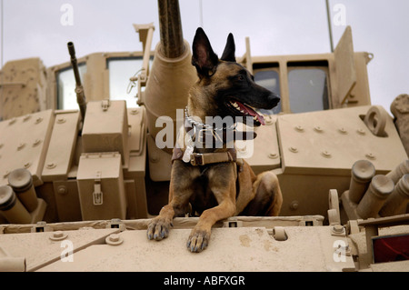 Stati Uniti Air Force militare di cane da lavoro si siede su un U.S. Army M2A3 Bradley veicolo di combattimento. Foto Stock