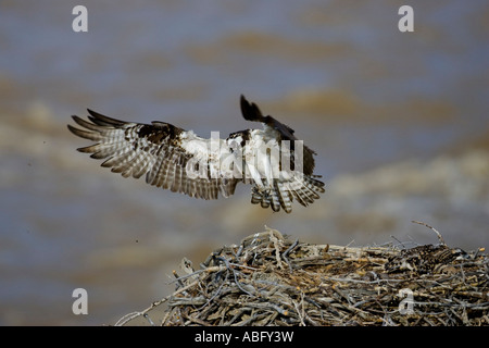Osprey su nido, il Parco Nazionale di Yellowstone Foto Stock