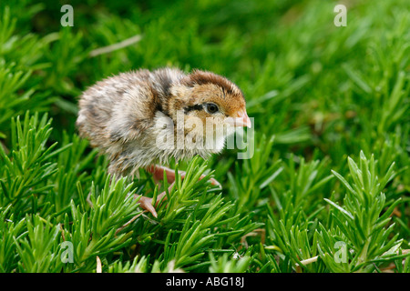 Northern Bobwhite uccellino di quaglia Foto Stock