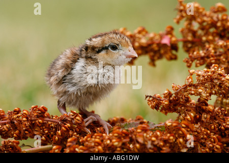 Northern Bobwhite uccellino di quaglia Foto Stock