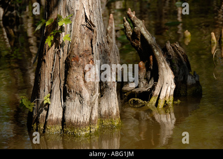 Cipro sommersa di albero in Everglades Foto Stock