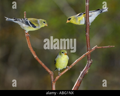 Tre American cardellini Carduelis tristis formando un triangolo sui rami Foto Stock