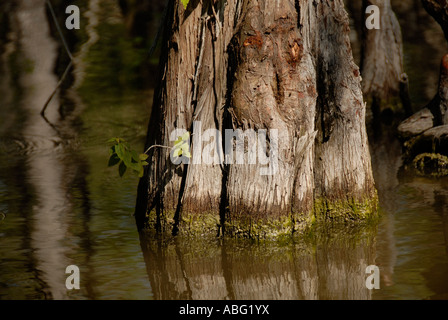 Cipro sommersa di albero in Everglades Foto Stock