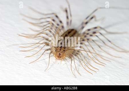 House centipede La scutigera Foto Stock