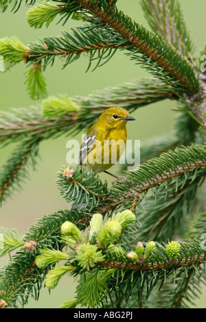 Pine Trillo appollaiato in abete Alcocks - Verticale Foto Stock