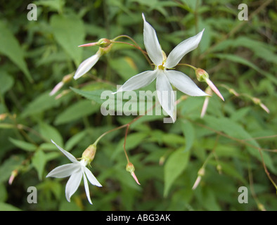 Bowman s Root trifolia Gillenia flower NC Smokey Mountains Carolina del Nord Foto Stock