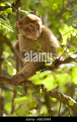 Barberia macachi Monkey Forest come parte di Trentham Gardens vicino a Stoke conservation park come protagonista della bbc Foto Stock