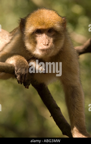 Barberia macachi Monkey Forest come parte di Trentham Gardens vicino a Stoke conservation park come protagonista della bbc Foto Stock