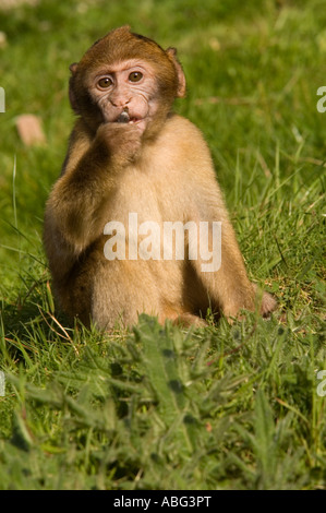 Barberia macachi Monkey Forest come parte di Trentham Gardens vicino a Stoke conservation park come protagonista della bbc Foto Stock