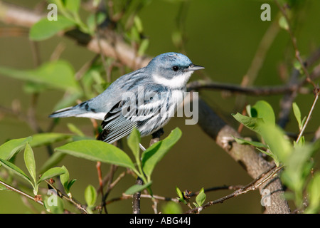 Il Cerulean Trillo appollaiato in faggio Foto Stock