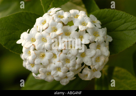 Fiori bianchi di Wayfaring tree orWayfaringtree Caprifoliaceae Viburnum lantana Foto Stock