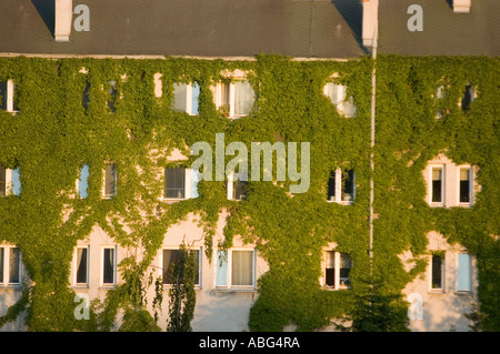 Nuovo edificio di appartamenti coperto da verdeggiante Virginia Creeper o Woodbine Parthenocissus quinquefolia, lussureggiante giardino verticale su architettura residenziale. Foto Stock