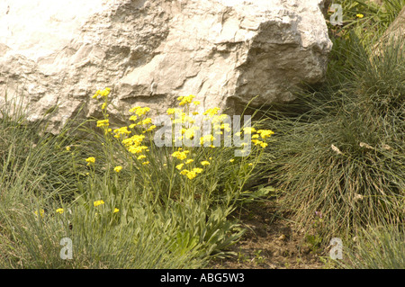 Rosaceae Potentilla crantzii Italia Foto Stock