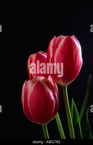 Tulip, tulipa, su sfondo scuro Foto Stock