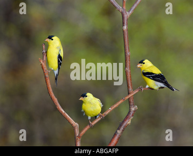 Tre cardellini maschio su un ramo Foto Stock
