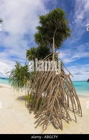 Le mangrovie su una spiaggia, Maledives Foto Stock