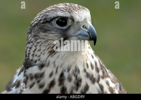 Falcon, Gyrfalcon-Saker Falcon (Falco ibrido). Foto Stock