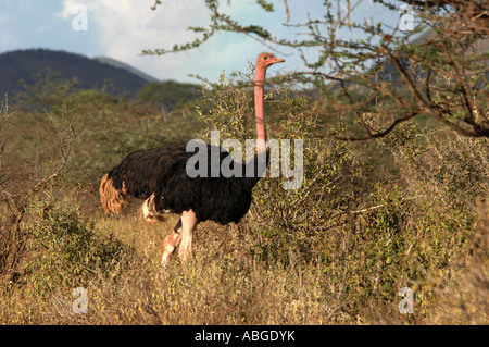 (Struzzo Struthio camelus) nella savana di Samburu riserva nazionale, Kenya Foto Stock