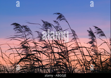 Il sole tramonta dietro alte erbe. Foto Stock