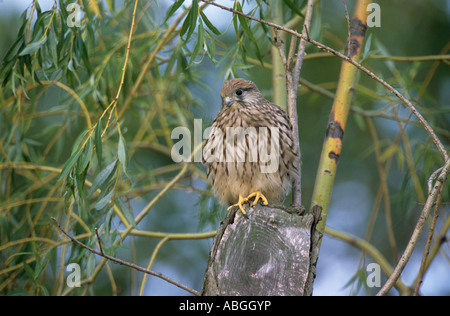 Comune di gheppio (Falco tinnunculus), Giovane gheppio appollaiato sul tronco di albero Foto Stock