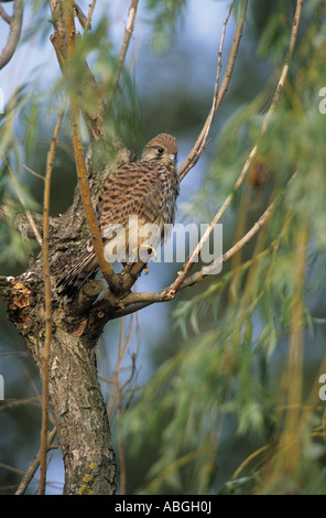 Comune di gheppio (Falco tinnunculus) appollaiato sul tronco di albero Foto Stock