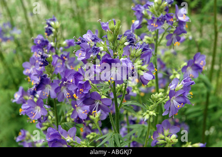 Jacobs fiore scaletta Polemonium caeruleum chiamato anche Sky pilota o di valeriana greca Foto Stock