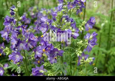 Jacobs fiore scaletta Polemonium caeruleum chiamato anche Sky pilota o di valeriana greca Foto Stock