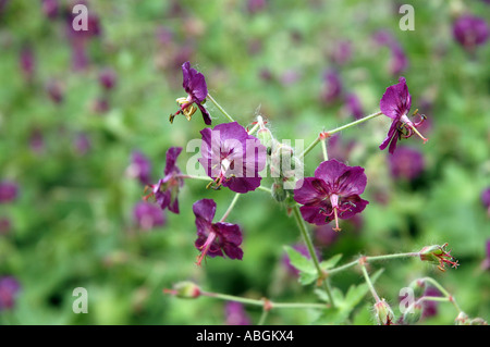 Common Corncockle Agrostemma githago impianto Foto Stock