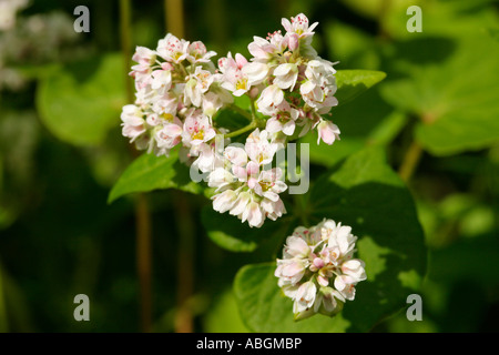 Comune di grano saraceno, Fagopyrum esculentum Foto Stock