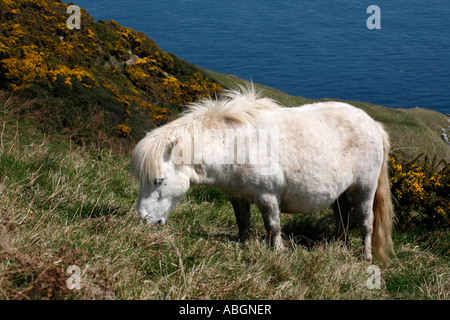 Pony Shetland utilizzato per la gestione degli habitat del Devon Coast Foto Stock